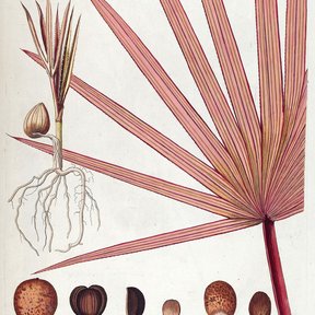 Lámina botánica de la latania roja con la hoja en abanico y sus semillas.
