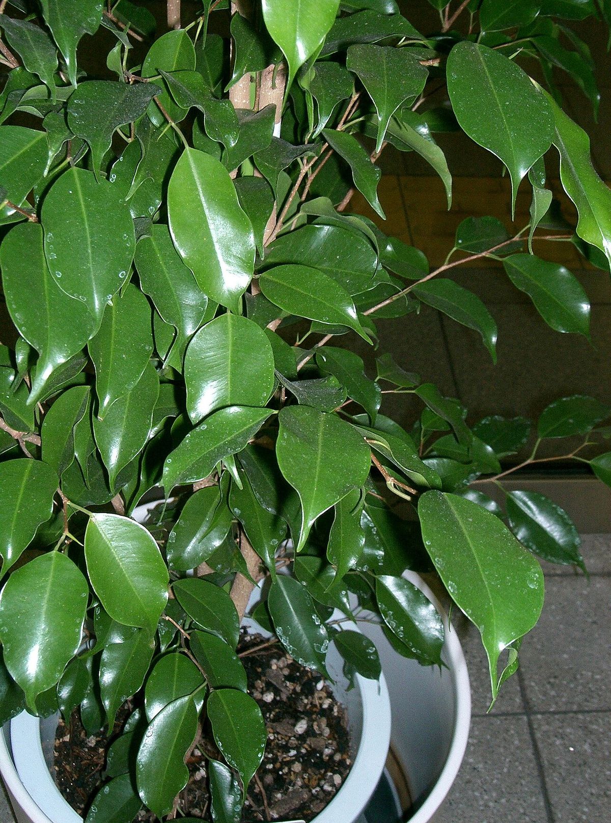 Laurel de la India cultivado en maceta, con las hojas lustrosas y menudas.