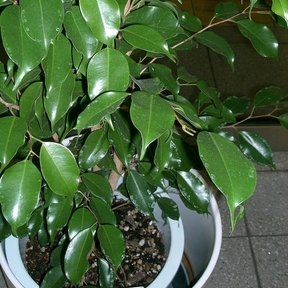Laurel de la India cultivado en maceta, con las hojas lustrosas y menudas.