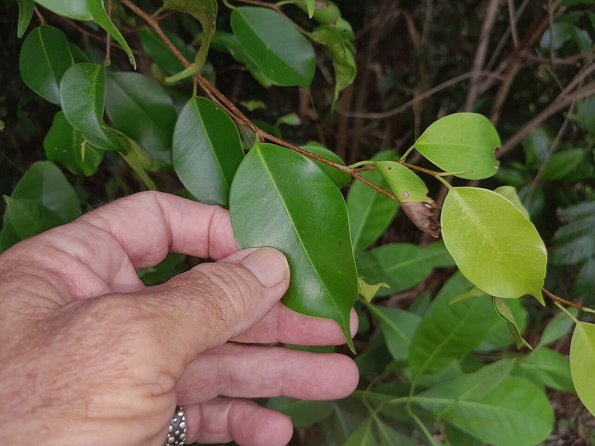 Una mano sostiene una ramilla de laurel de la India con las hojas nuevas.