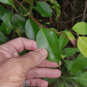 Una mano sostiene una ramilla de laurel de la India con las hojas nuevas.