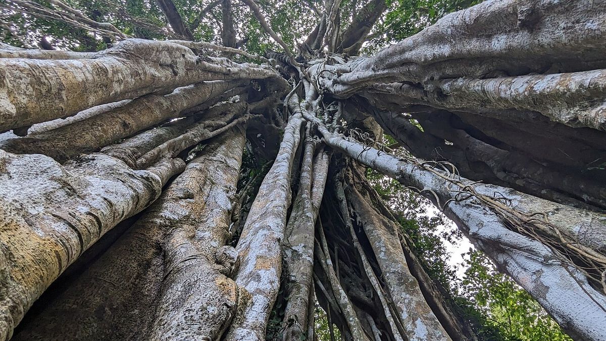Raíces aéreas de un laurel de la India vistas desde el pie hacia la copa.