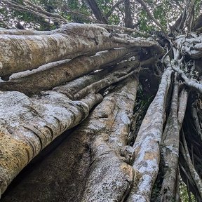 Raíces aéreas de un laurel de la India vistas desde el pie hacia la copa.