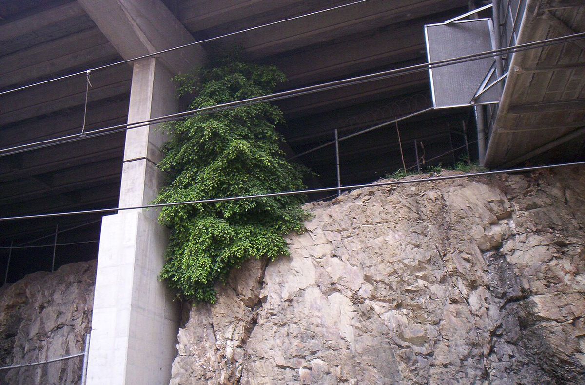 Laurel de la India creciendo sobre un muro de concreto bajo un paso elevado.