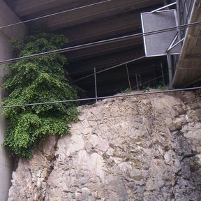 Laurel de la India creciendo sobre un muro de concreto bajo un paso elevado.