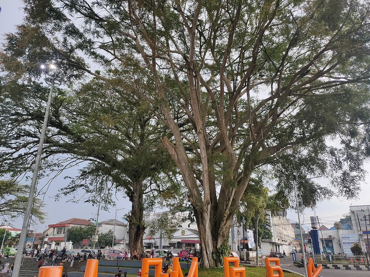 Laureles de la India de copa ancha dando sombra sobre una plaza con letras.