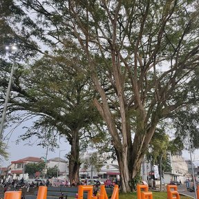 Laureles de la India de copa ancha dando sombra sobre una plaza con letras.