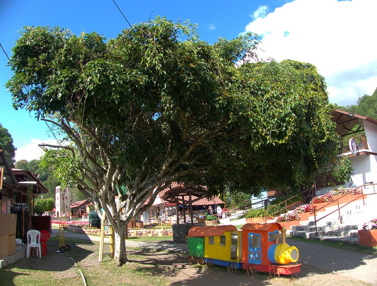 Laurel de la India de copa extendida y densa sobre una plaza con juegos.