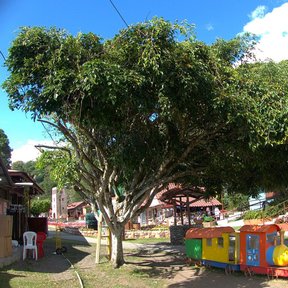 Laurel de la India de copa extendida y densa sobre una plaza con juegos.