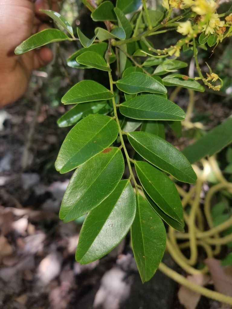 Una mano sostiene una hoja pinnada de folíolos anchos sobre la hojarasca.