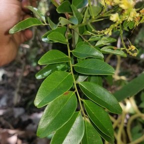 Una mano sostiene una hoja pinnada de folíolos anchos sobre la hojarasca.