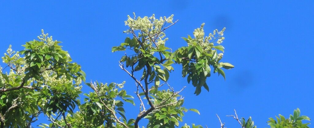 Copa en floración clara recortada contra un cielo azul intenso.