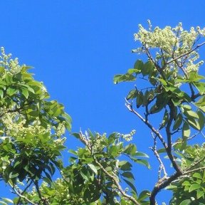 Copa en floración clara recortada contra un cielo azul intenso.