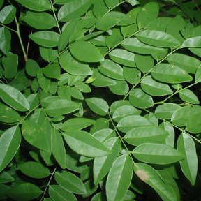 Follaje pinnado y denso, de folíolos ovalados y verde brillante.
