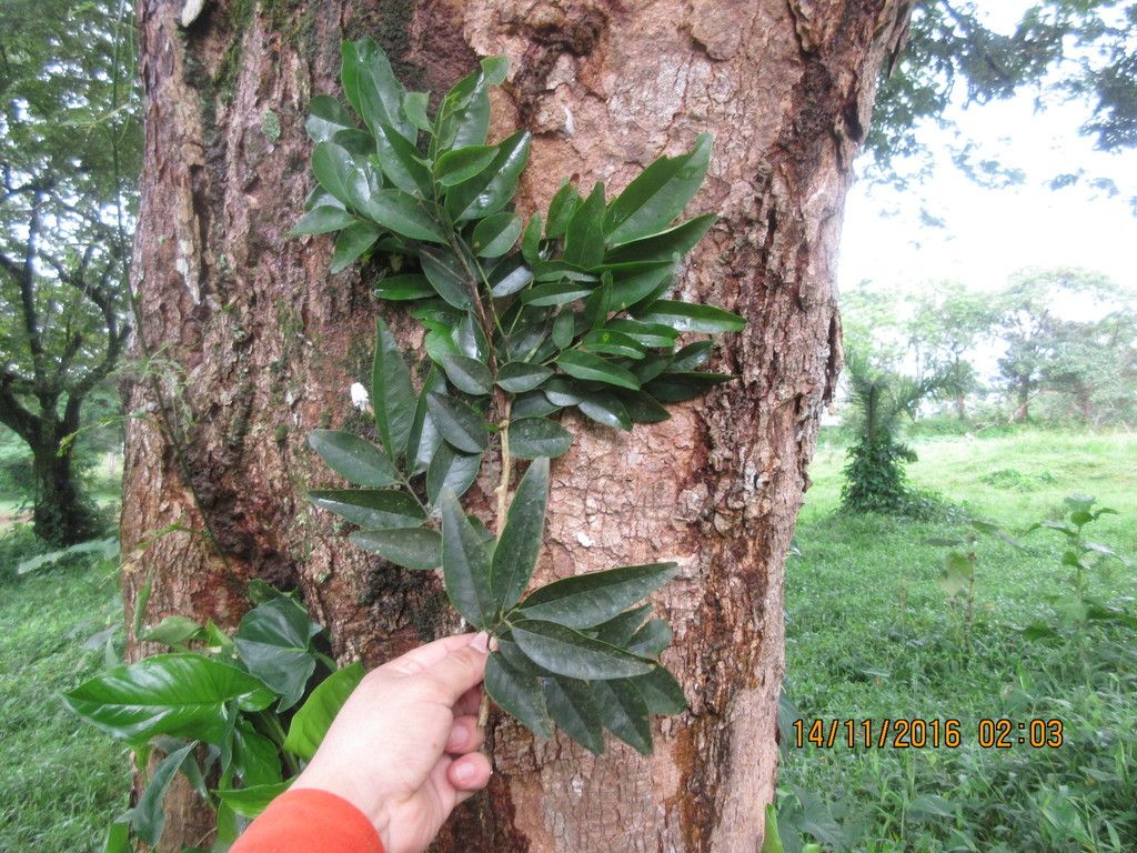 Tronco de corteza escamosa y clara con una rama de hojas sostenida al lado.