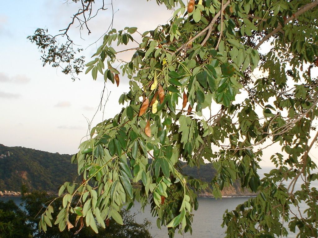 Rama con vainas secas colgando, con una bahía y el monte al fondo.