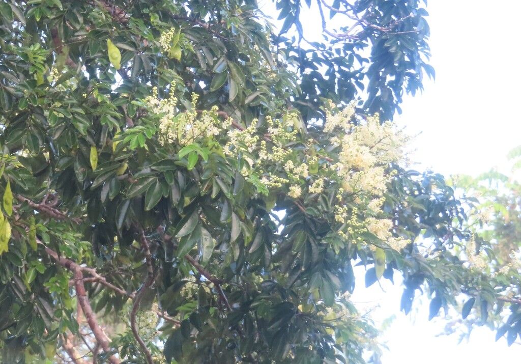 Inflorescencias claras abriéndose entre el follaje contra un cielo blanco.