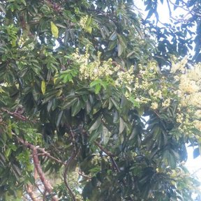Inflorescencias claras abriéndose entre el follaje contra un cielo blanco.