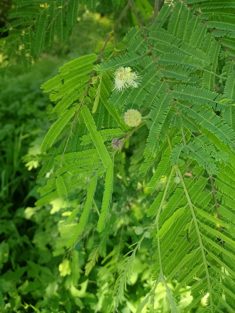 Cabezuelas blancas de guaje abriéndose entre las hojas bipinnadas y verdes.