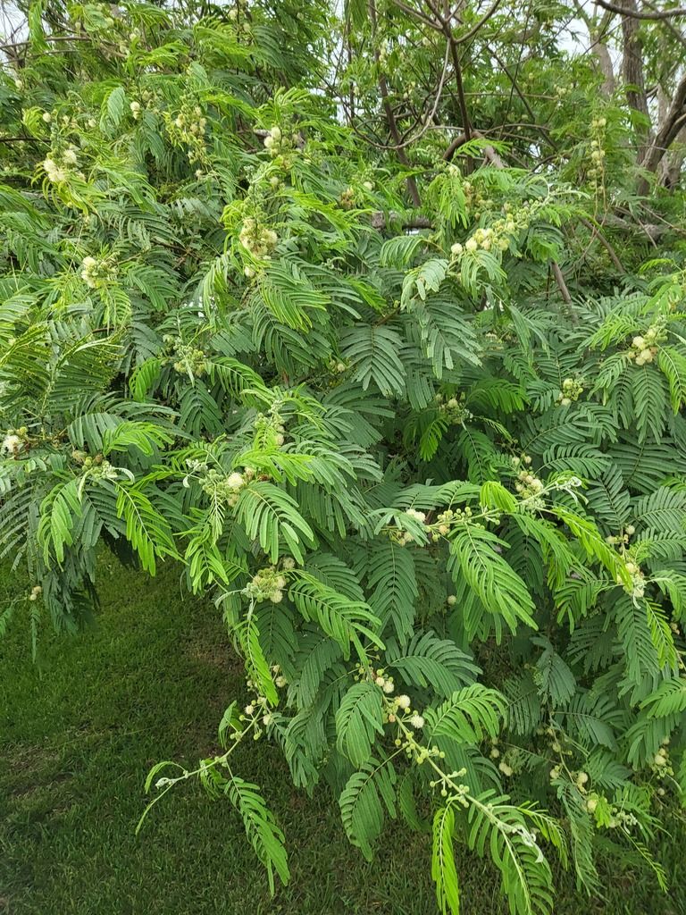 Ramas de guaje colorado con cabezuelas claras sobre el pasto verde.