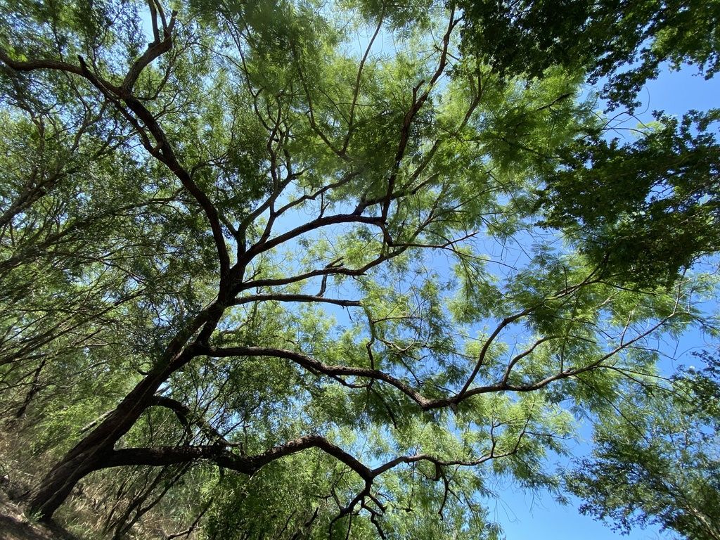 Copa de guaje colorado con las ramas oscuras abiertas contra el cielo azul.