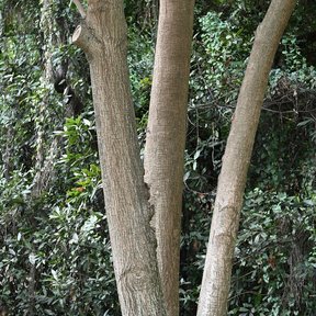 Troncos claros y lisos de trueno levantándose entre el follaje del parque.