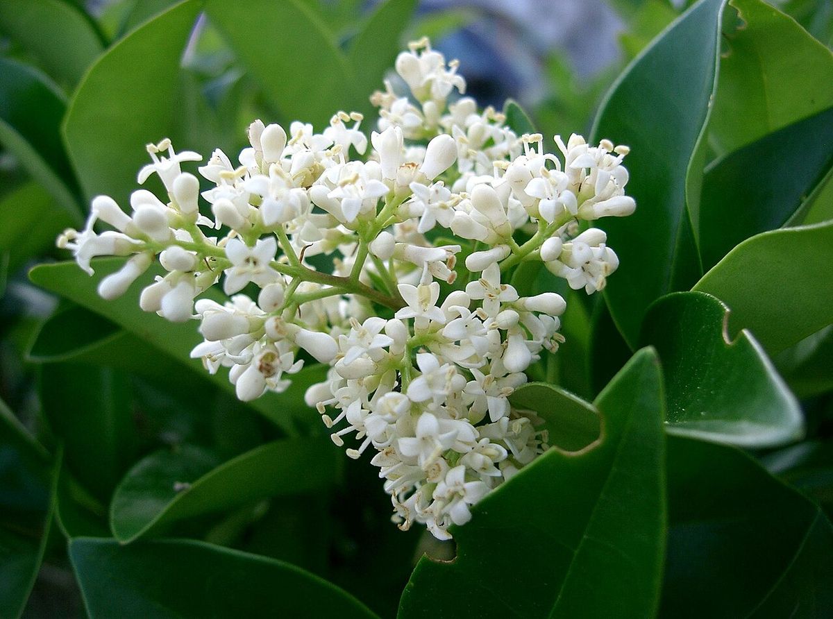 Panícula de flores blancas de trueno abierta entre hojas verdes y lustrosas.