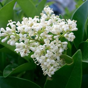 Panícula de flores blancas de trueno abierta entre hojas verdes y lustrosas.