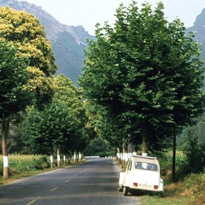 Camino bordeado de truenos podados en copa, con la sierra al fondo.