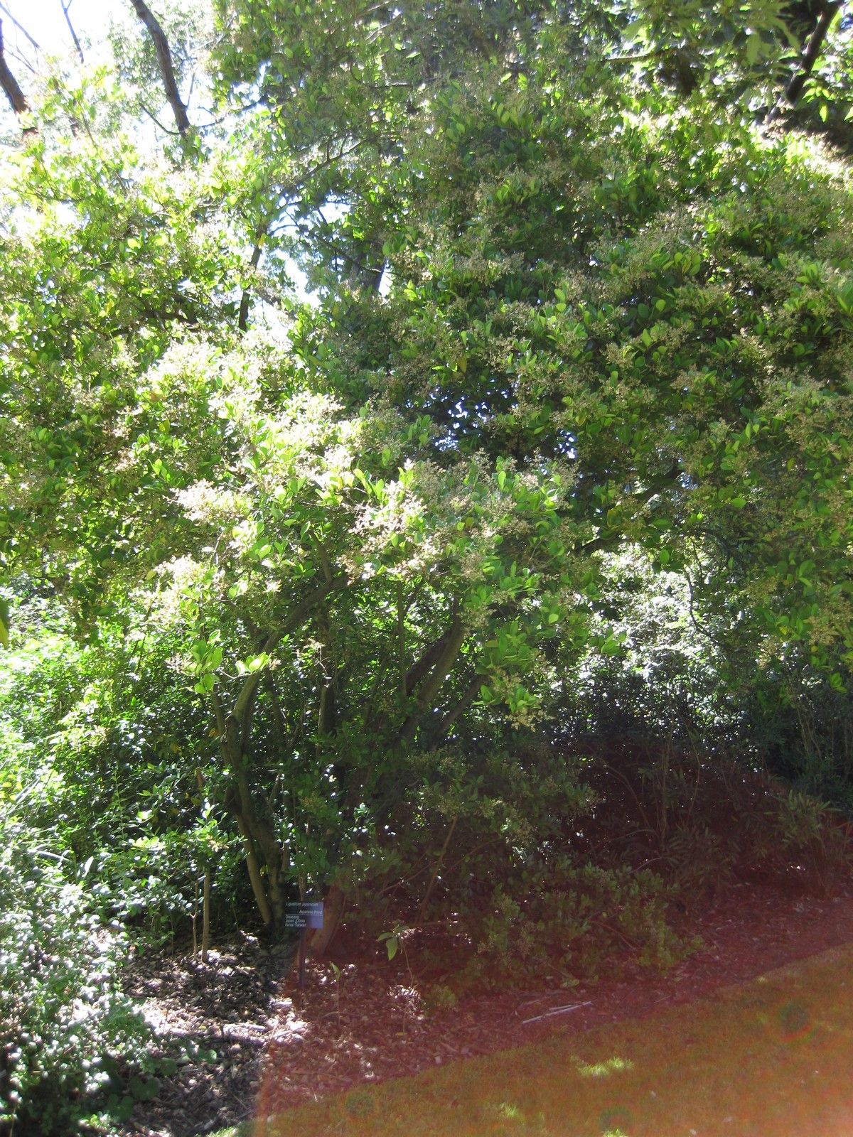 Trueno de copa densa y florida en un jardín, con la sombra al pie.