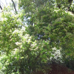 Trueno de copa densa y florida en un jardín, con la sombra al pie.