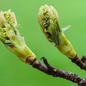 Dos yemas de liquidámbar brotando sobre ramillas contra un fondo verde.