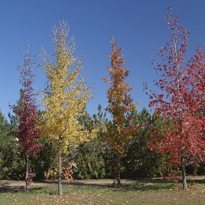 Hilera de liquidámbares en color de otoño, del amarillo al rojo, sobre el pasto.