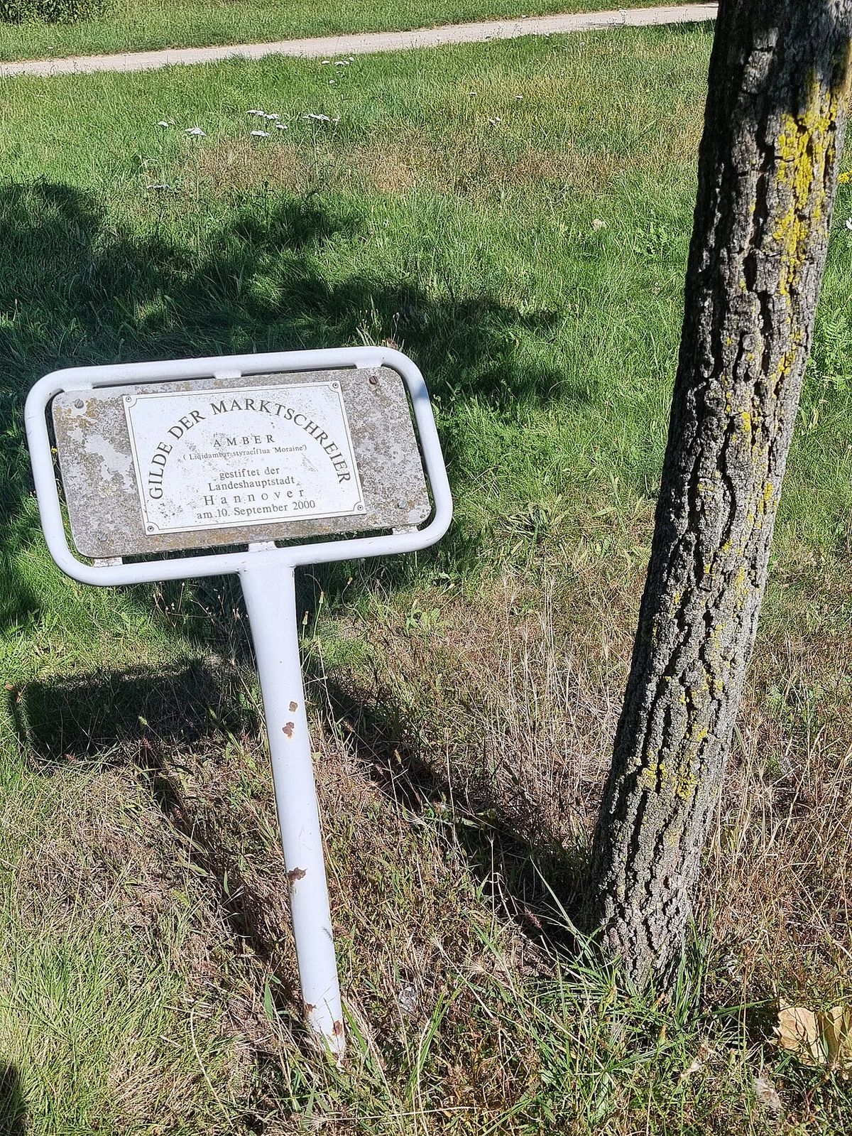 Placa conmemorativa clavada junto al tronco de un liquidámbar en un parque.