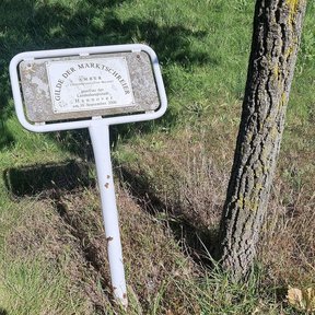 Placa conmemorativa clavada junto al tronco de un liquidámbar en un parque.