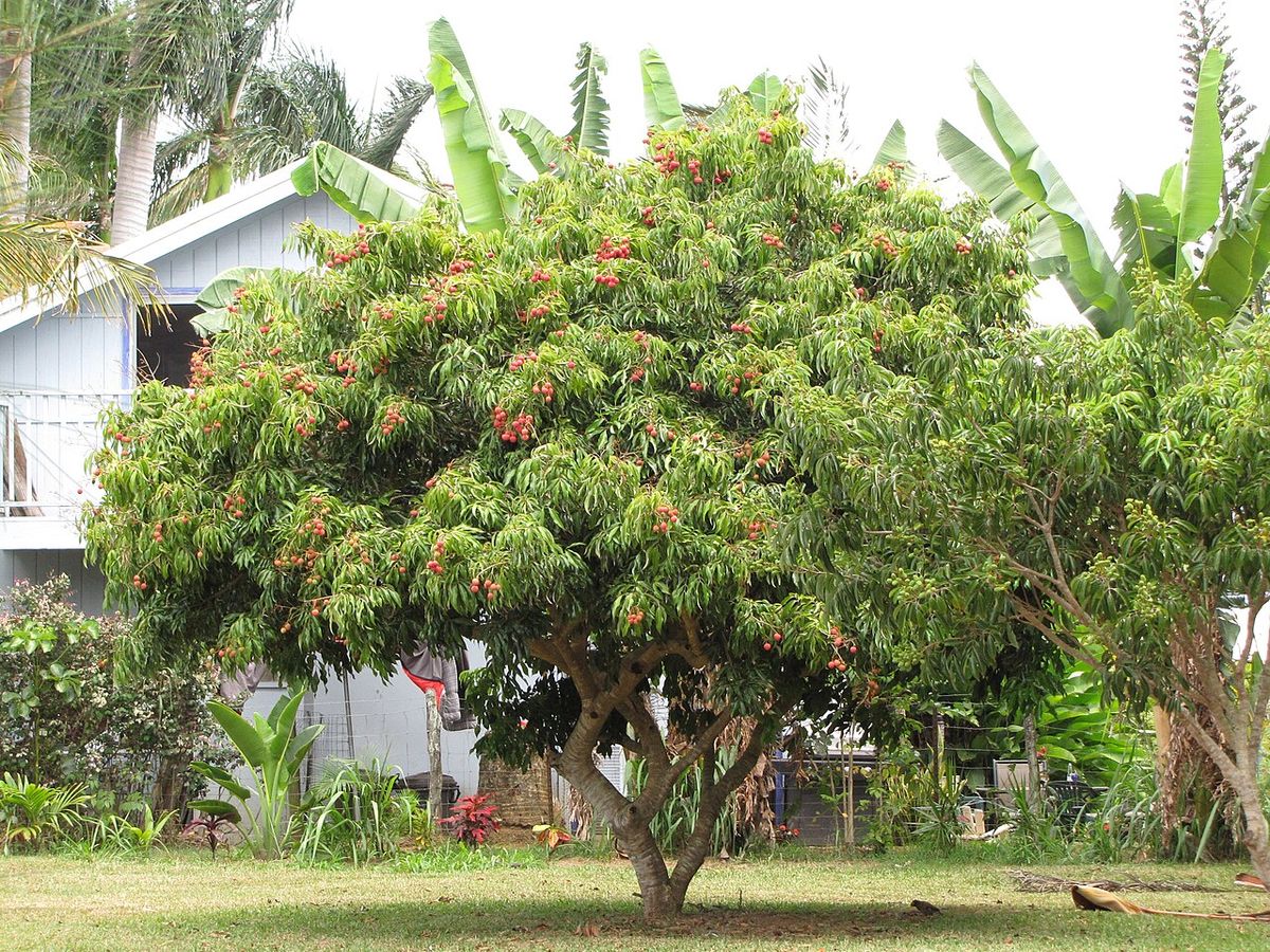 Lichi entero de copa redonda y densa cargado de fruta, junto a una casa.