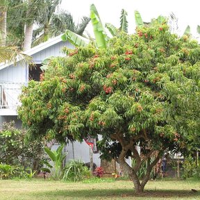 Lichi entero de copa redonda y densa cargado de fruta, junto a una casa.