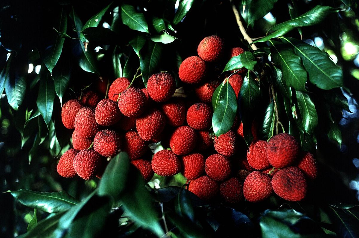 Racimos de lichis rojos madurando entre las hojas oscuras del árbol.