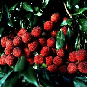 Racimos de lichis rojos madurando entre las hojas oscuras del árbol.