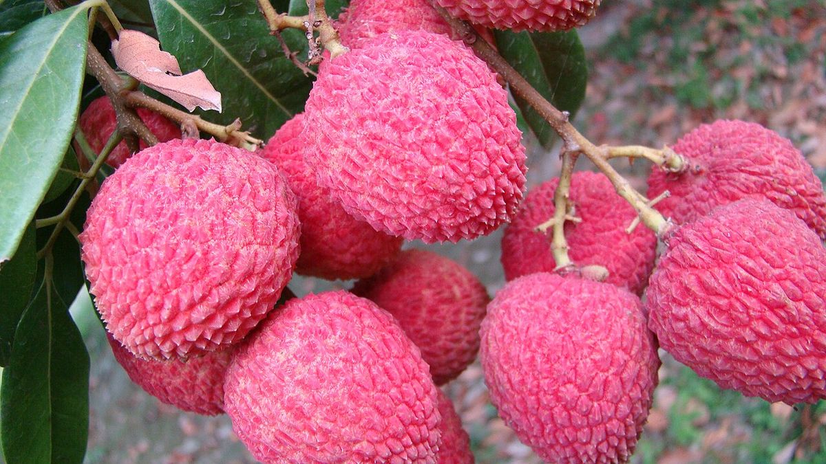 Lichis rosados y rugosos colgando en racimo entre hojas verde oscuro.