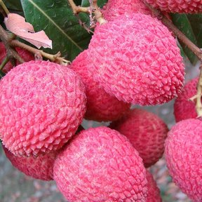Lichis rosados y rugosos colgando en racimo entre hojas verde oscuro.