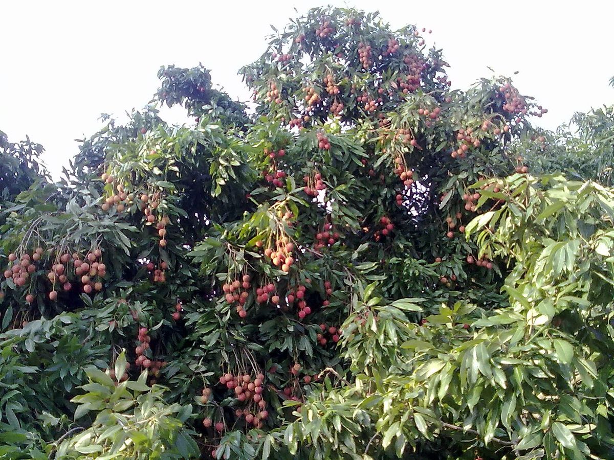 Lichi cargado de fruta madura visto desde el borde de la huerta.
