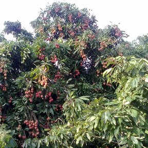 Lichi cargado de fruta madura visto desde el borde de la huerta.