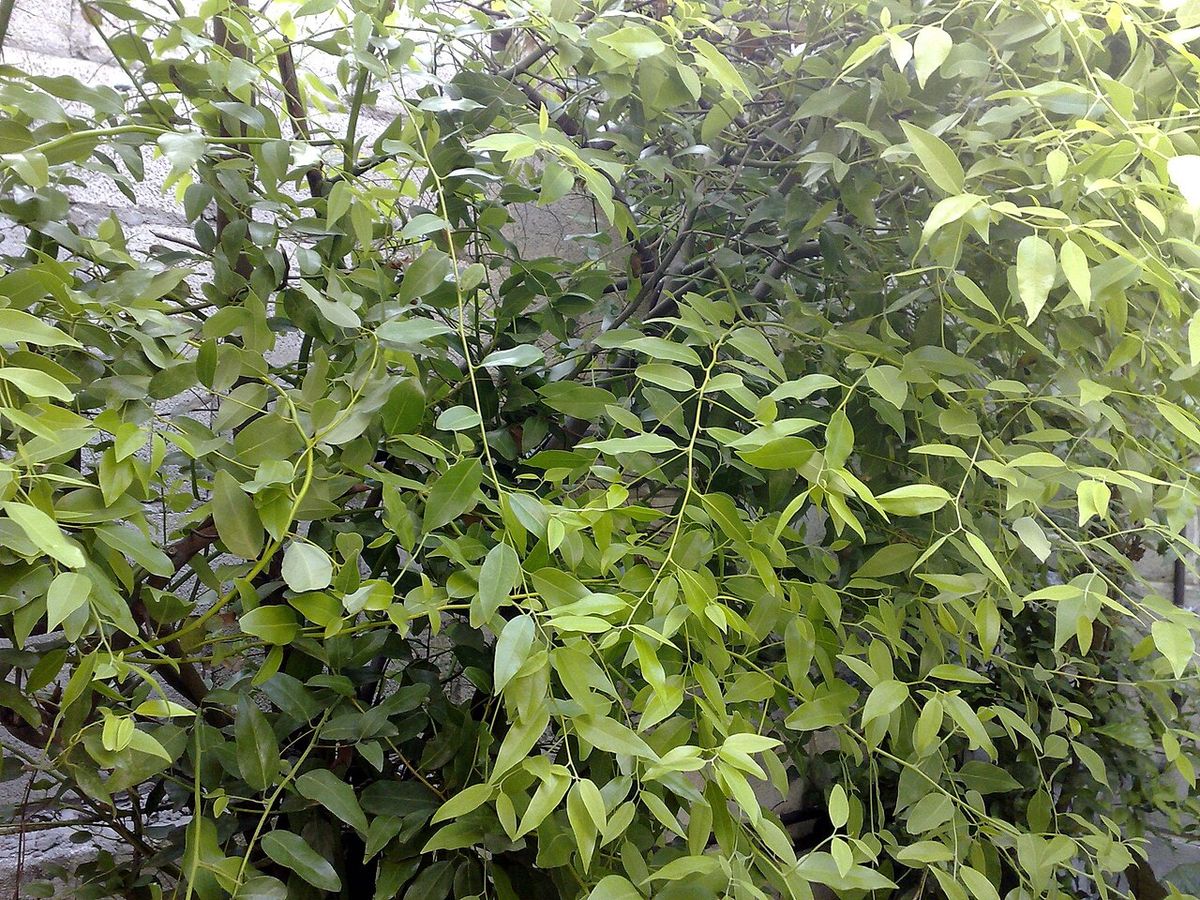 Laurel de follaje claro y tupido creciendo contra un muro de piedra.