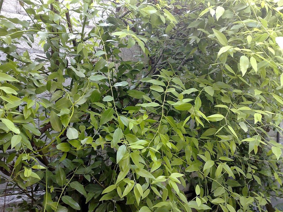 Laurel de follaje claro y tupido creciendo contra un muro de piedra.