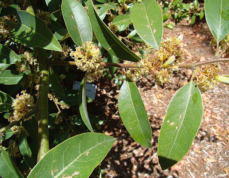 Flores amarillentas y menudas de laurel apiñadas junto a las hojas lustrosas.