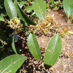 Flores amarillentas y menudas de laurel apiñadas junto a las hojas lustrosas.