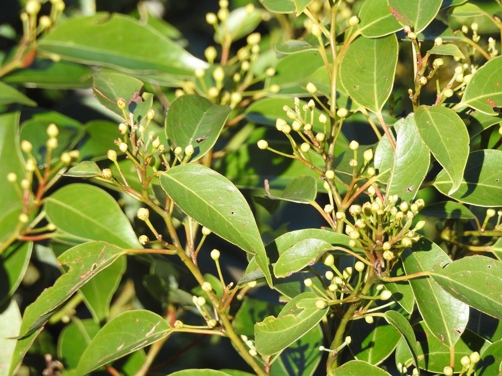 Botones florales claros de laurel agrupados a lo largo de las ramillas.