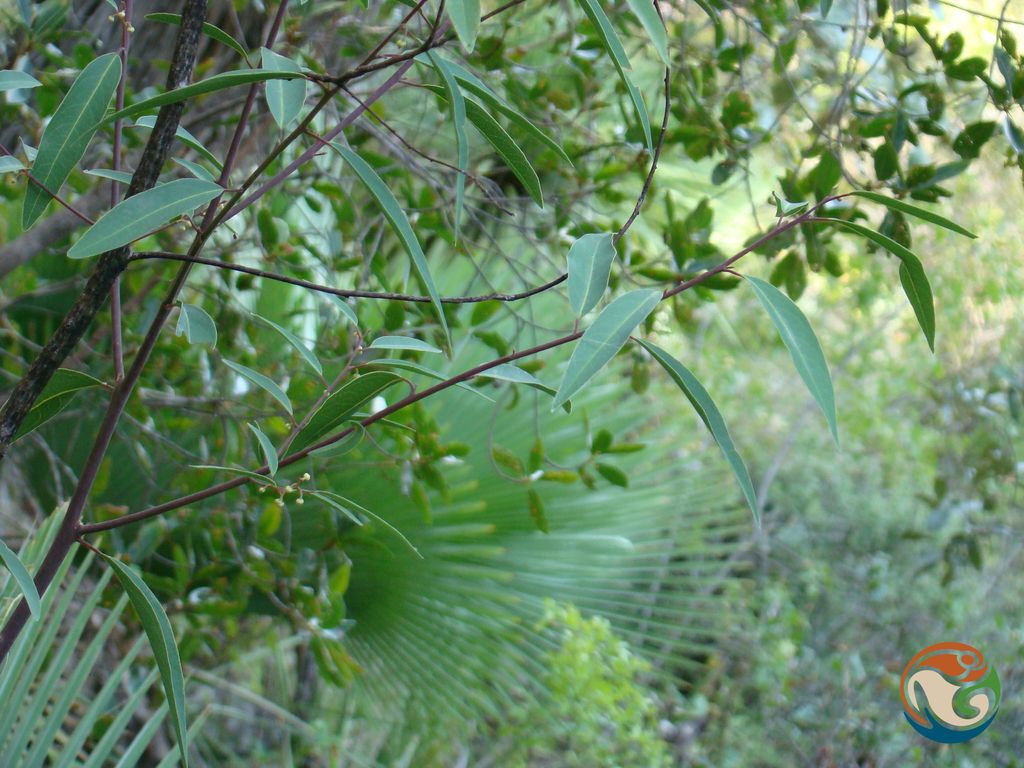 Ramas de laurel con las hojas estrechas extendidas sobre la vegetación.