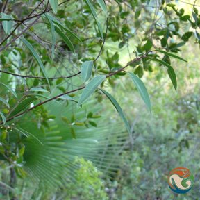 Ramas de laurel con las hojas estrechas extendidas sobre la vegetación.